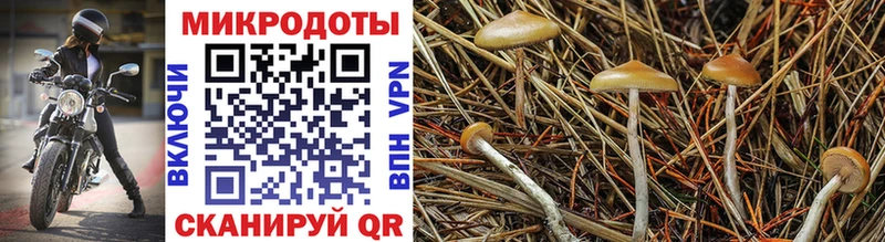 дарк нет состав Агрыз Галлюциногенные грибы Magic Shrooms
